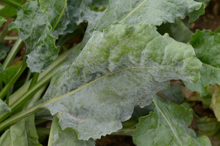 Sugar beet under pressure from disease risk