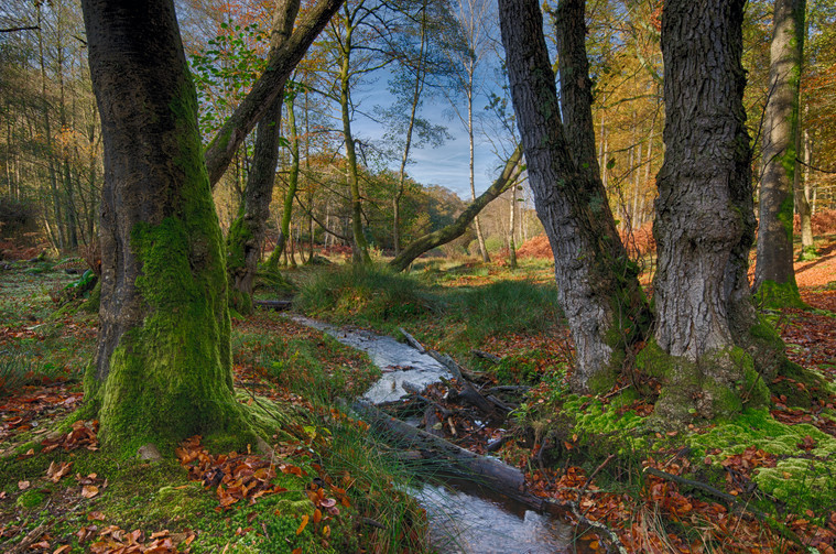 Expanding, protecting and improving our woodlands