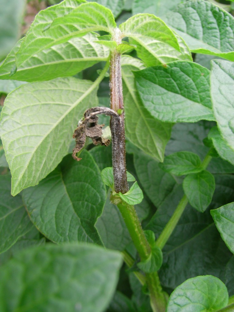 Anti resistance strategy in potatoes