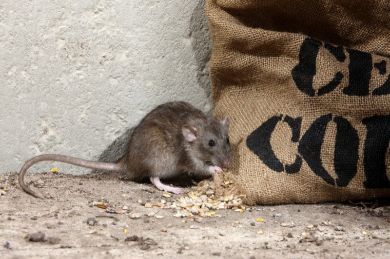 Majority of farmers no longer permanent baiting for rats