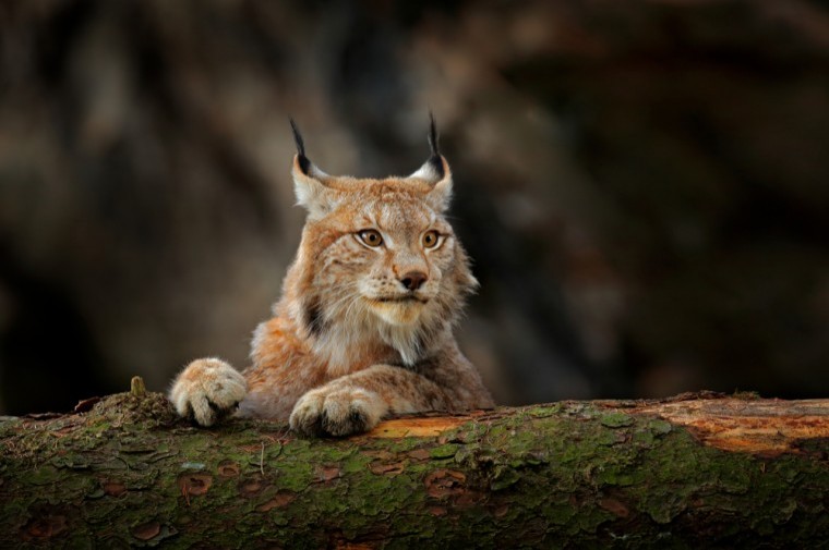 Risks of reintroducing lynx in the UK