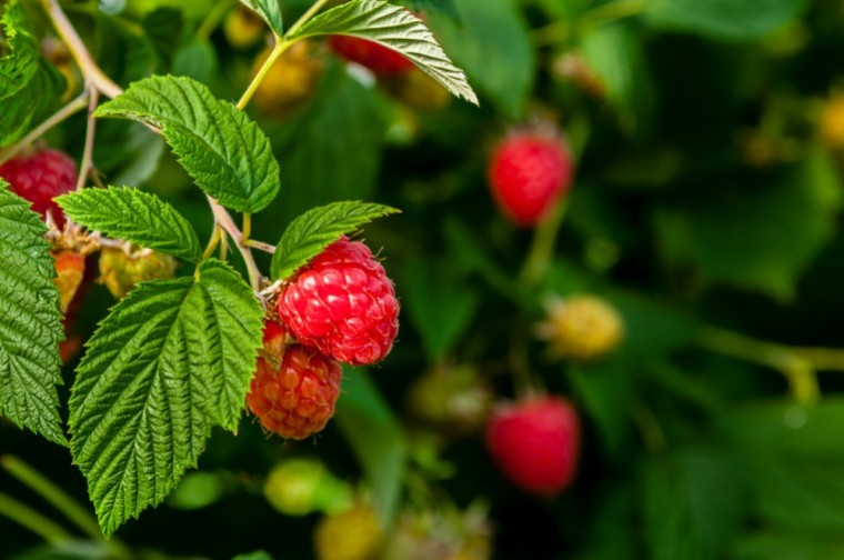 British raspberry season arrives early