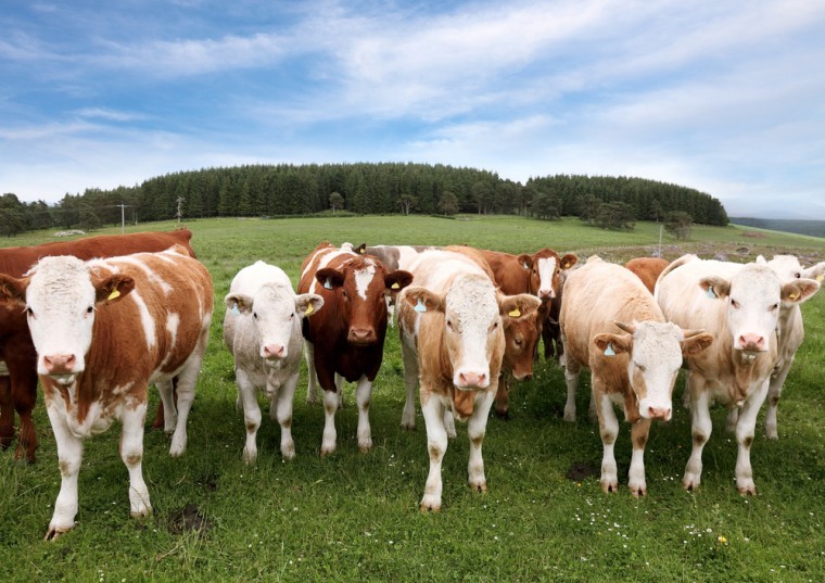 £1.5m research call to help beef industry become more efficient