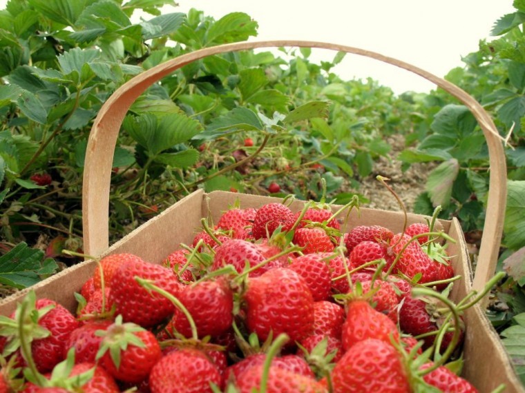 Get set for juicy British strawberries this summer