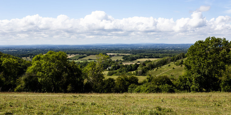 Pioneering project to revive ‘lost woods’