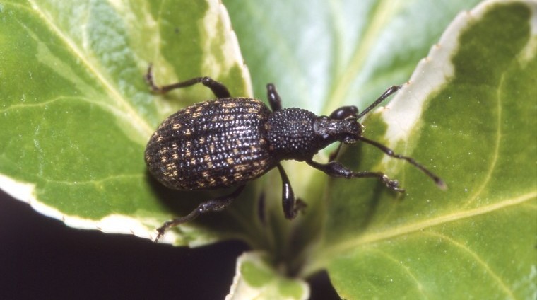 Nemasys L Nematode Control For Black Vine Weevil