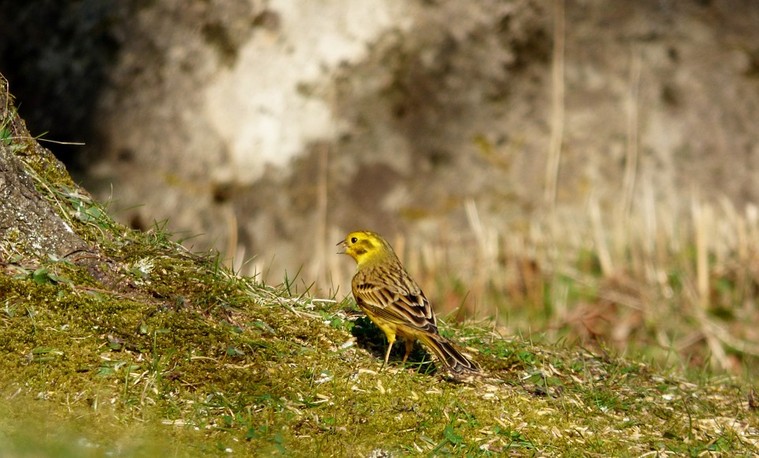 Record-breaking bird count