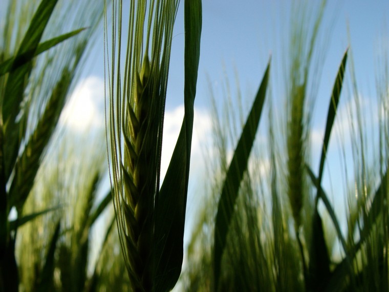 Lessons learnt in 2018 highlight the importance of good spring barley establishment