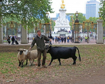 Cows by The Mall
