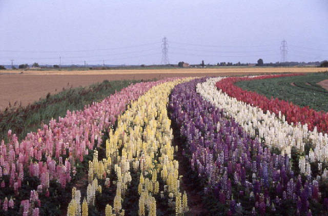 New field lab to trial novel protein crops