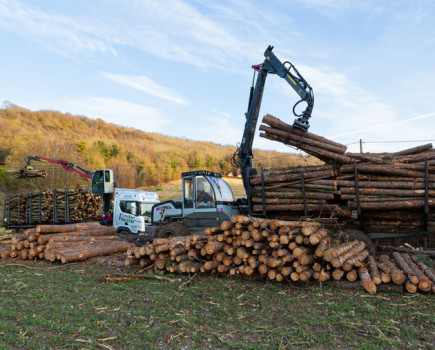 Thinning woodland benefits the trees