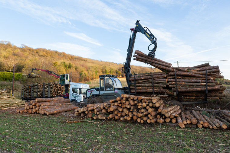 Thinning woodland benefits the trees