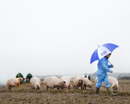 On-farm assessments set to improve pig welfare