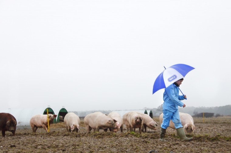 On-farm assessments set to improve pig welfare