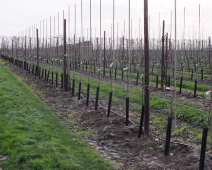 Exclusive apple variety planted for Tesco