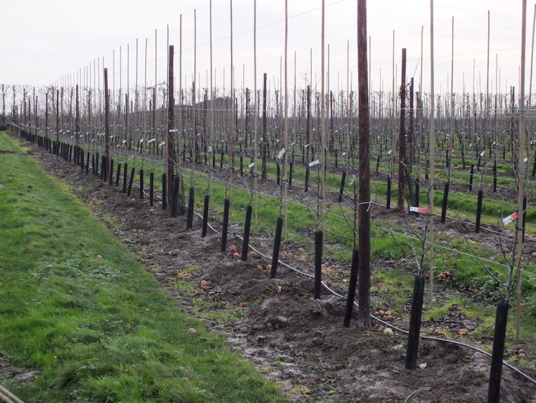 Exclusive apple variety planted for Tesco