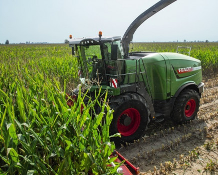 Reduce the risk of mycotoxins in maize silage this season