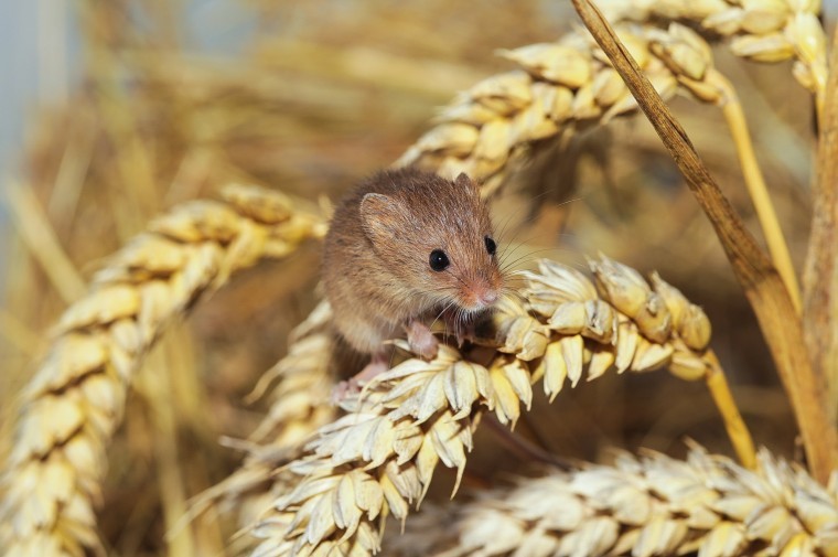 Rare mice found after farms join forces