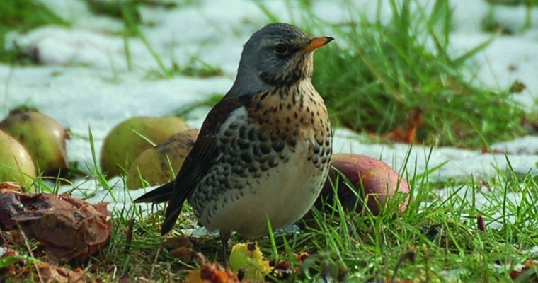 Big Farmland Bird Count 2018 results