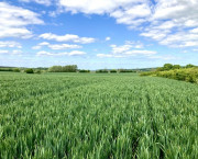 Kent arable land with natural capital potential