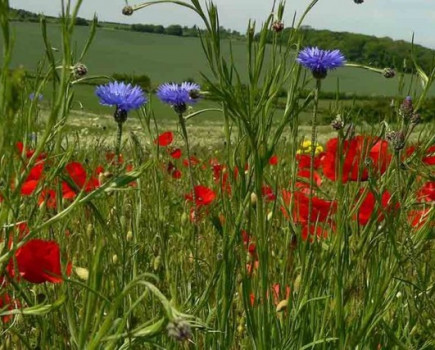 Apply for grants to help wildlife thrive on your farmland