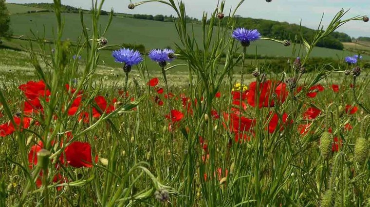 Apply for grants to help wildlife thrive on your farmland