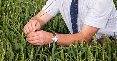Blackgrass control is a numbers game