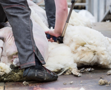 Shearing training courses go live