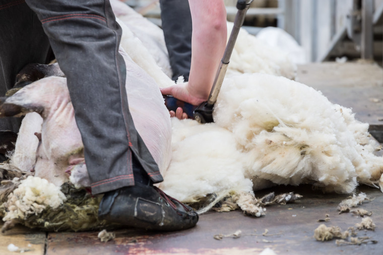 Shearing training courses go live