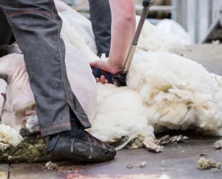 British Wool re-launches young farmers’ exclusive training offer