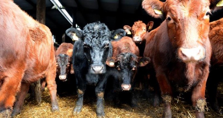 £6m allocated to vets to contain cattle disease