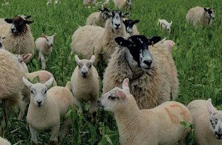 Benefits of introducing sheep into arable systems