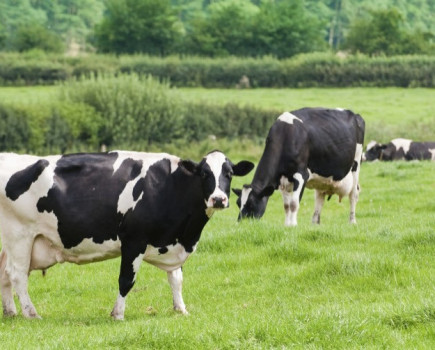 Don’t underestimate the importance of dry cow management