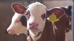 Top tips for calf rearing