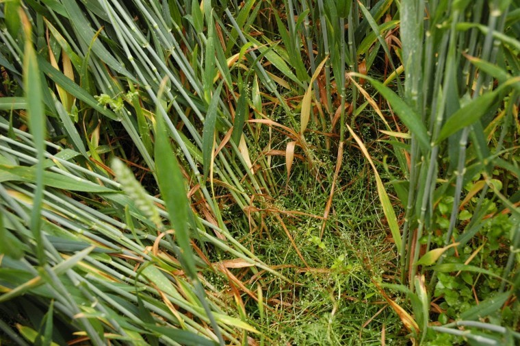 Keep annual meadow-grass under control