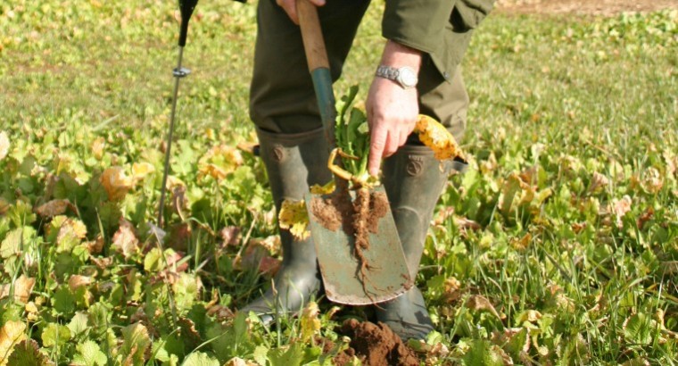 Farmers see benefits of cover crops