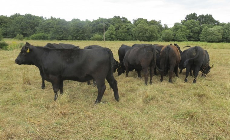 Wonder crop helps farms to survive drought