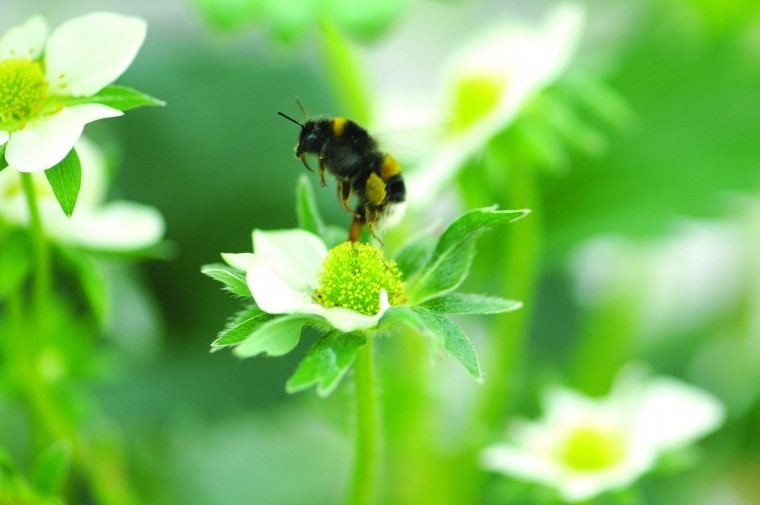 Flower strips can boost bee numbers