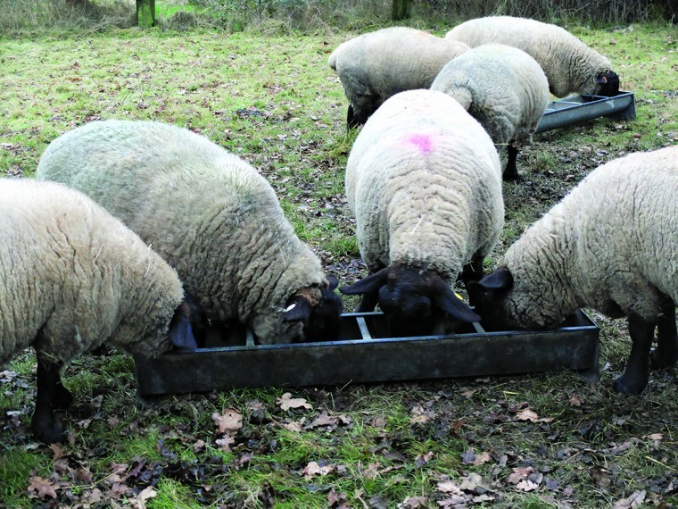 Winner wants to improve flock genetics