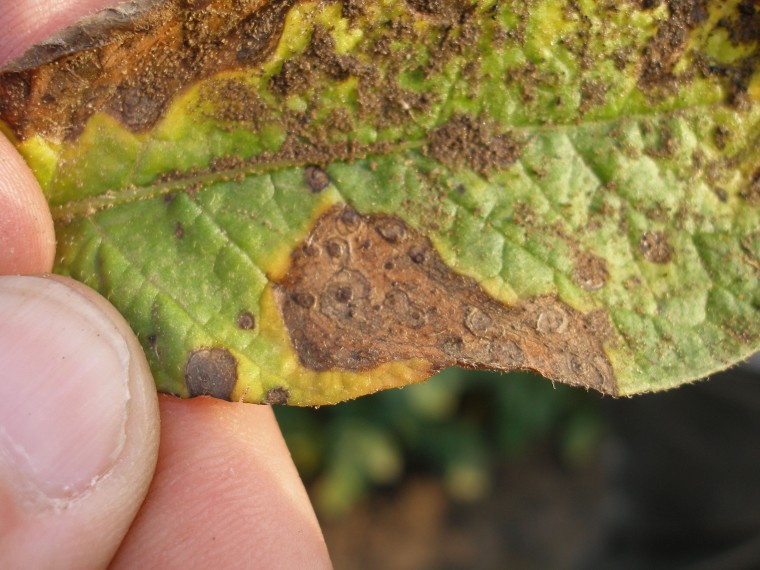 Alternaria protection to save green leaf area