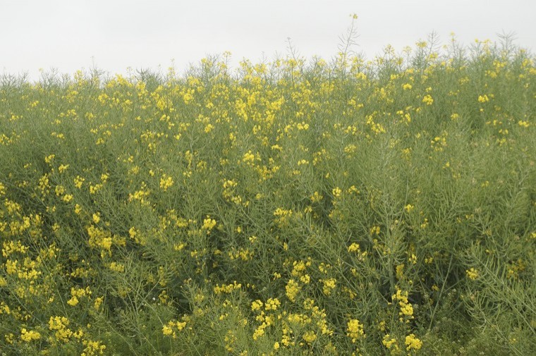 Sclerotinia infection risk alerts return for 2019