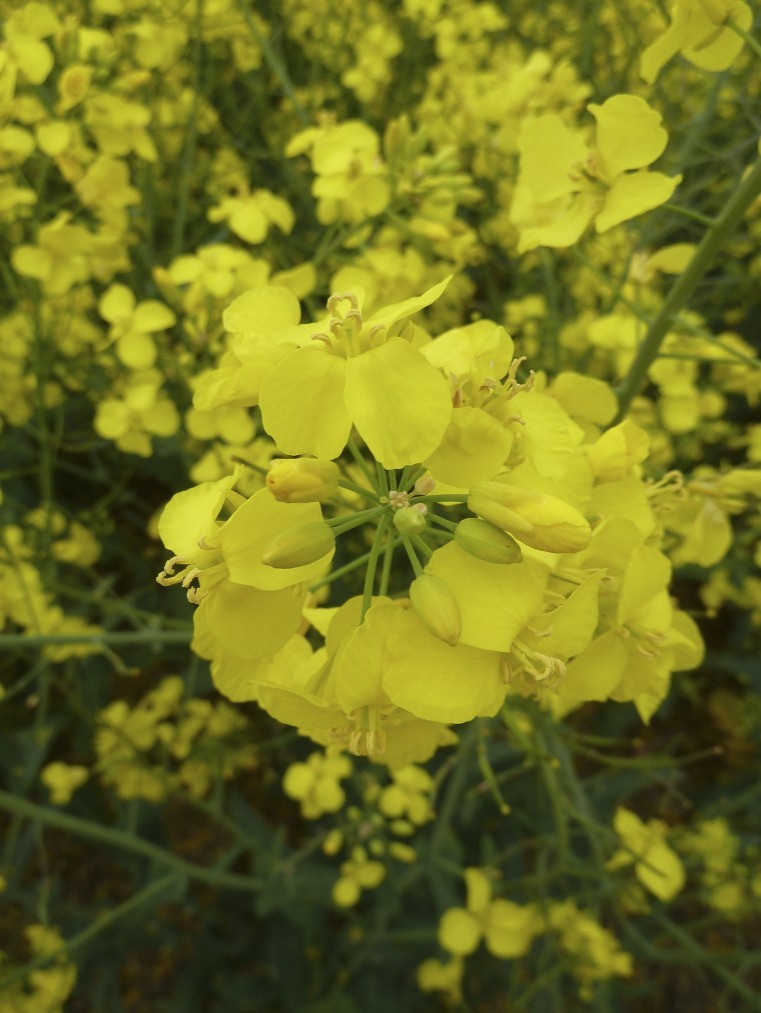 Survey confirms high levels of TuYV infection in oilseed rape crops across the UK