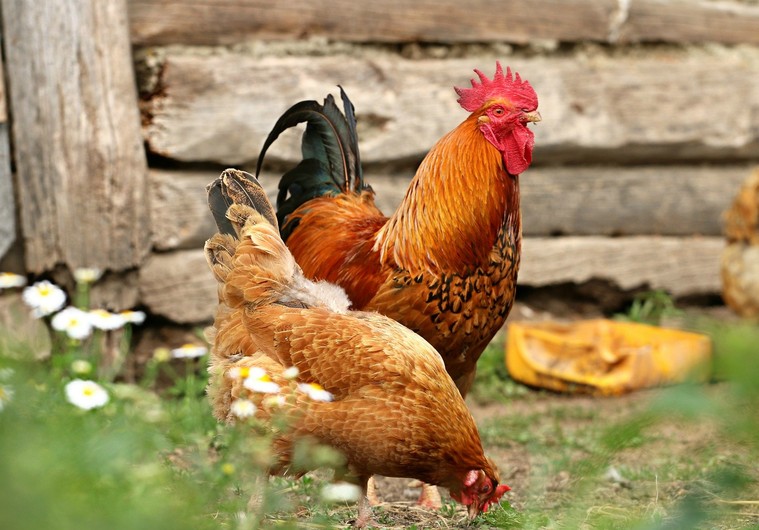 Stop your chickens suffering from pesky Red Mite