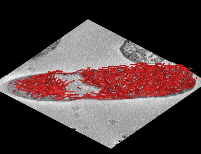 Bacteria development marks new era in cellular design