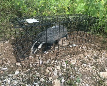 Badger vaccination underway