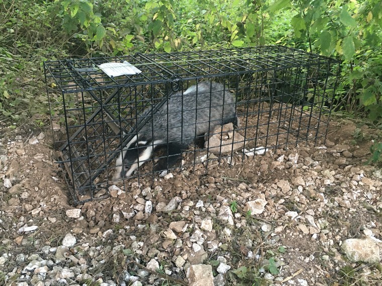 Badger vaccination underway