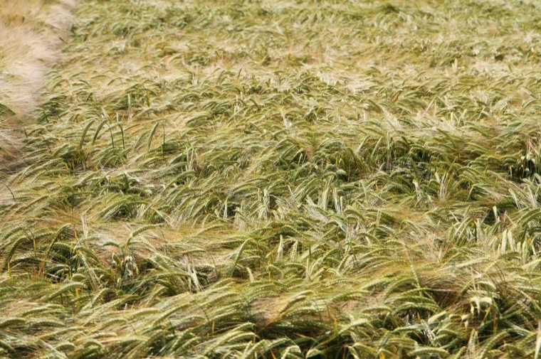 New winter barley varieties set to rival old favourites