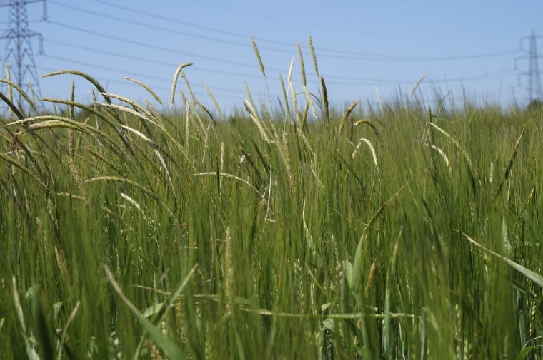 Leave dry soils alone to degrade black-grass threat