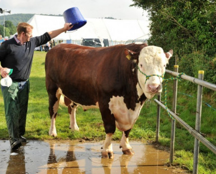 Youngsters star at show