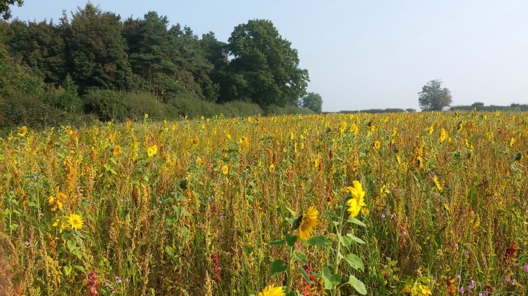 Count on Bees‘n’Seeds to increase farmland bird numbers